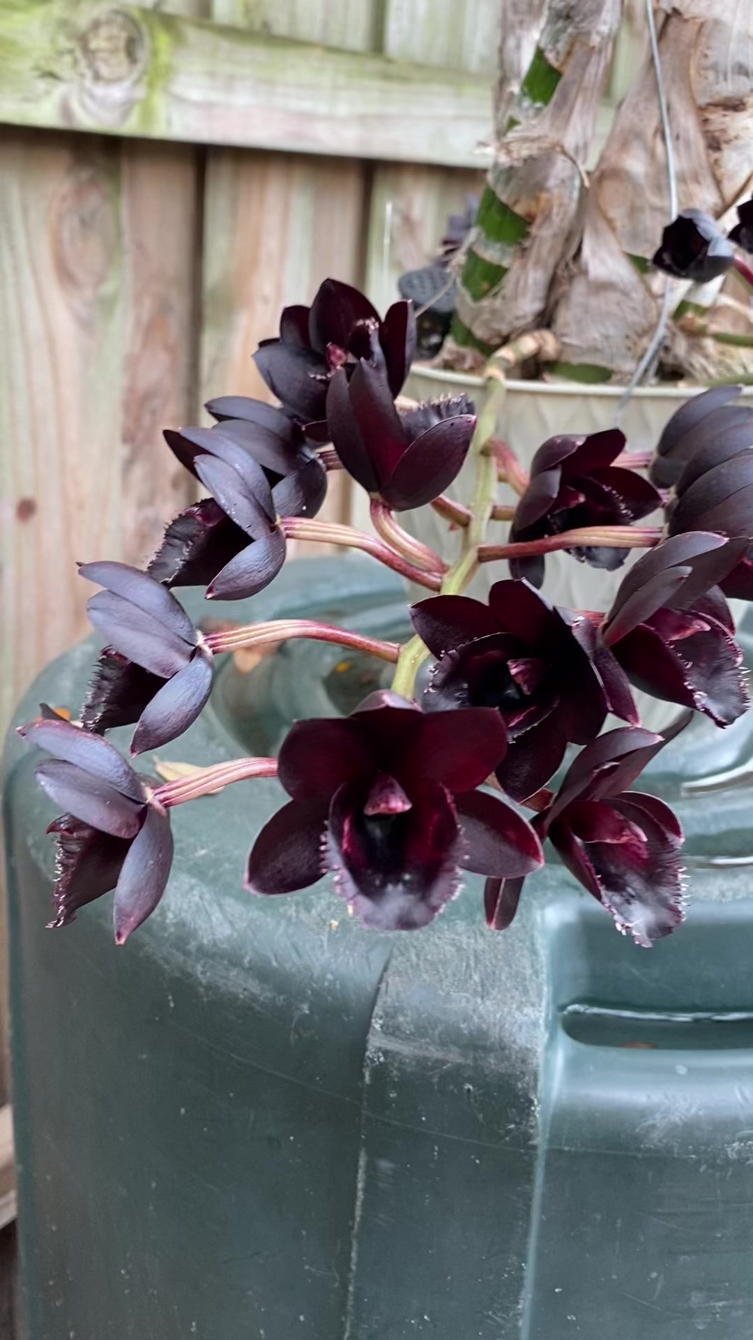 Fredclarkeara 'SVO Black Pearl' orchid blooms with amazing fragrance