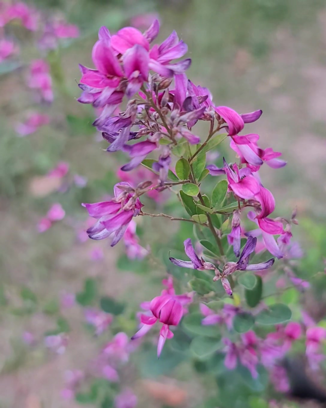 Japanese Clover Bush 💜🩷 #japanesecloverbush | Plantznthings.ph