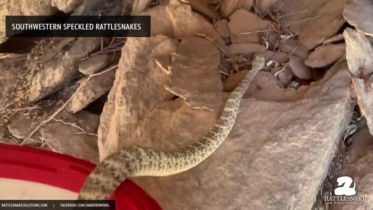A pretty Speckled Rattlesnake being released, with extra care