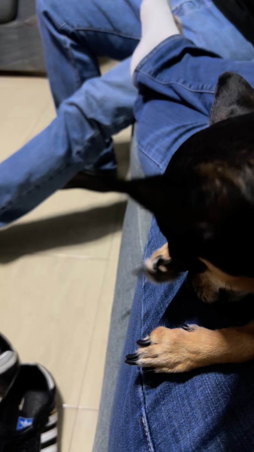 Como le digo a Randy que no es un gato😁😂tu perrito también lo hace ...