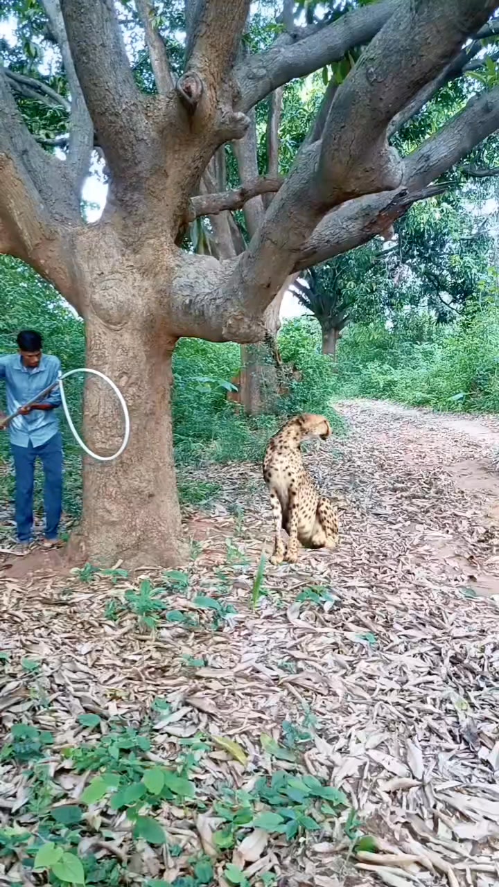 Chatching tiger #reel #reels #trending #viral #viralreels #video #tiger ...