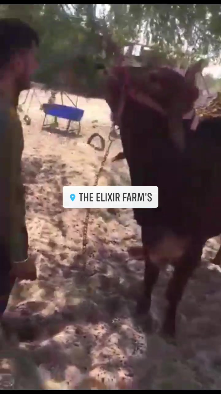The Elixir Farm's | Balesar