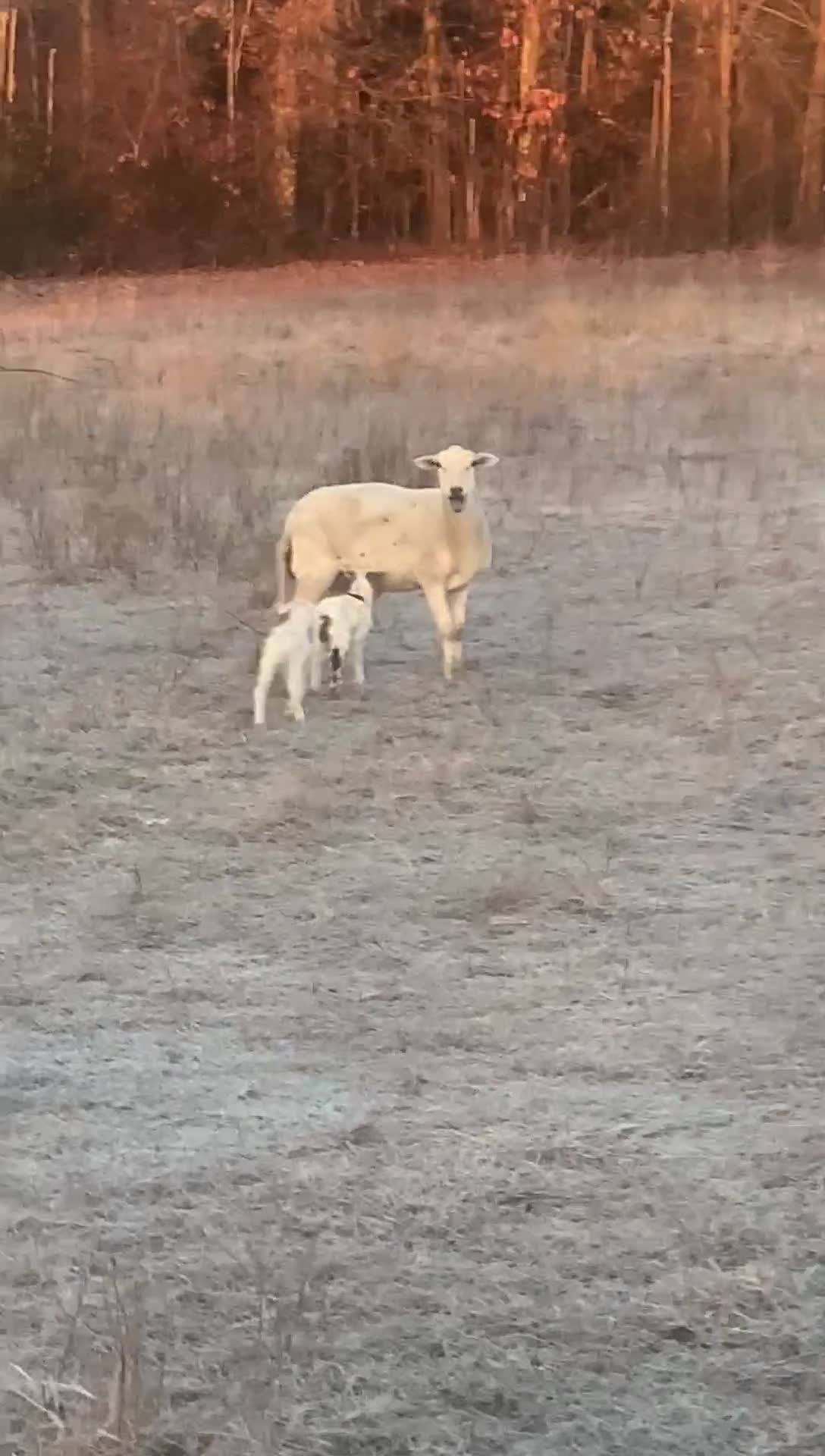 Kuntry Acres Ranch