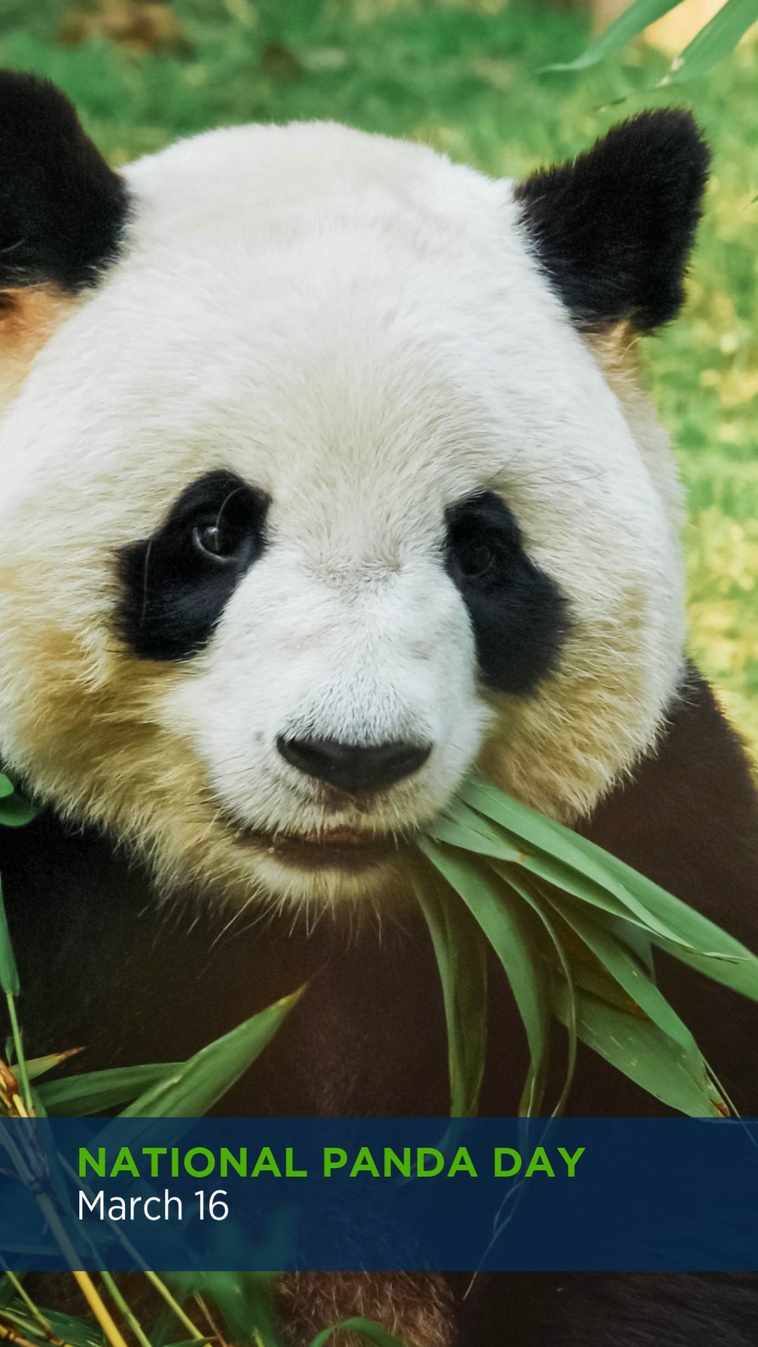 Did you know the giant panda is the rarest member of the bear family ...
