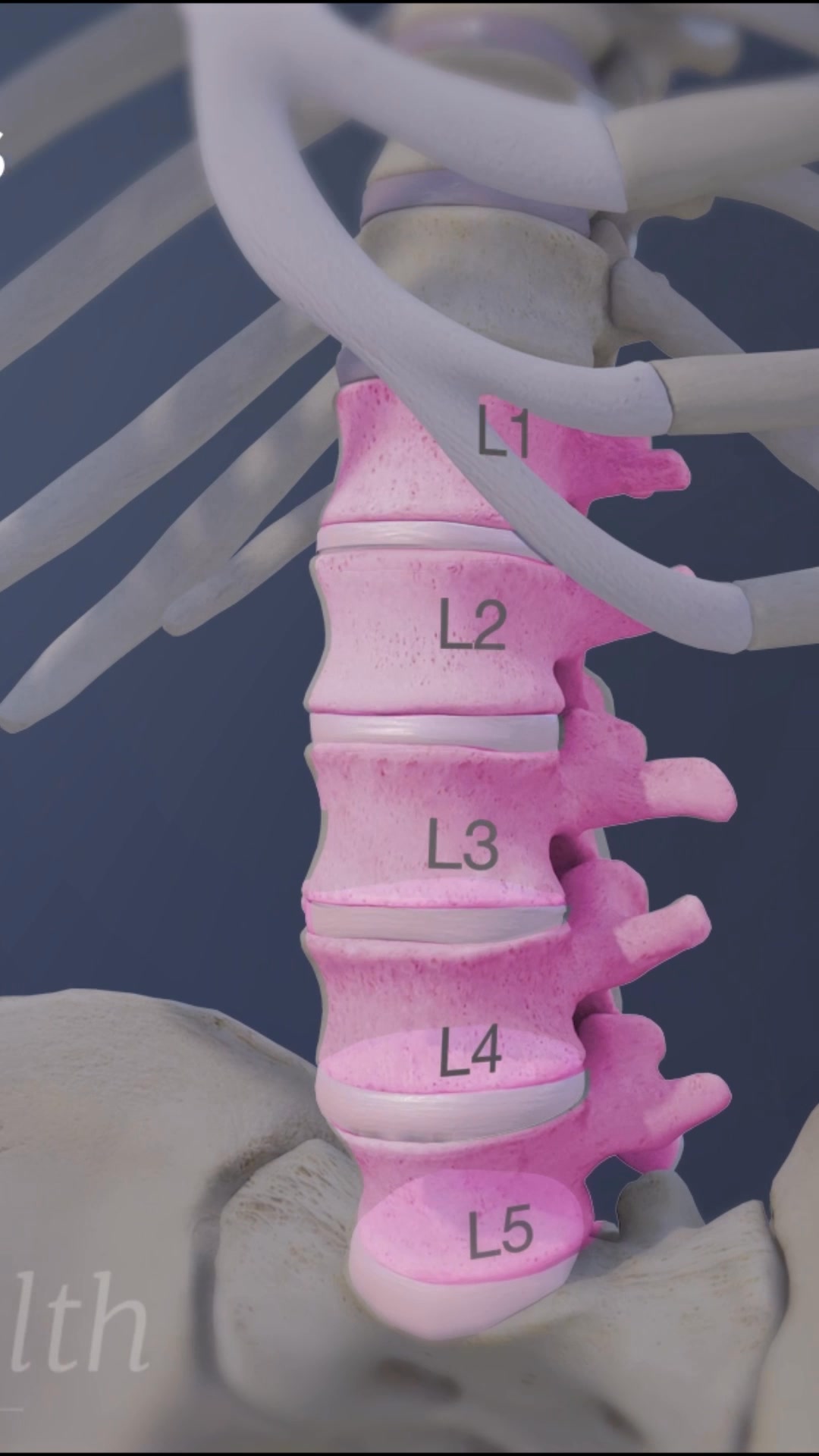 Need a better understanding of lower back pain? Discover the basics of ...