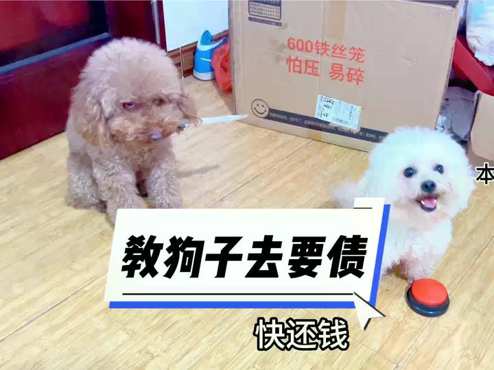 教狗子去要债 借钱不还的 等着#这狗怎么人模人样的 #狗狗的心思都写在脸上了 #戏精狗 #如何训练小狗 #创作灵感 | 日常撸狗，皮皮 ...