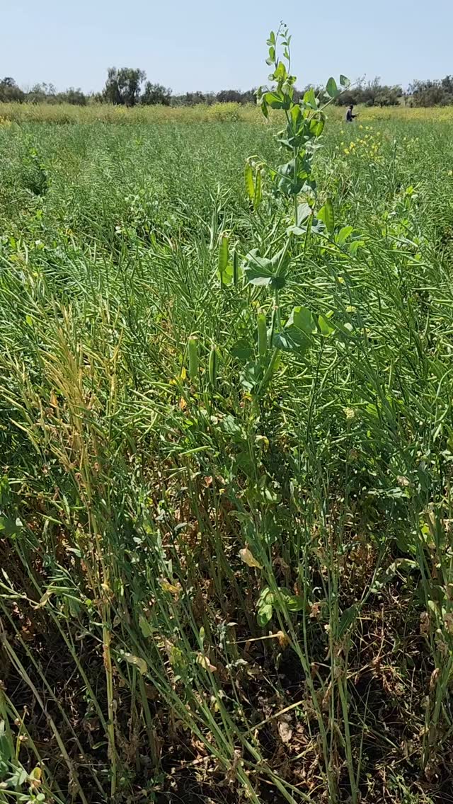 Urea at $1500 a tonne, maybe time to consider a cover crop of vetch ...