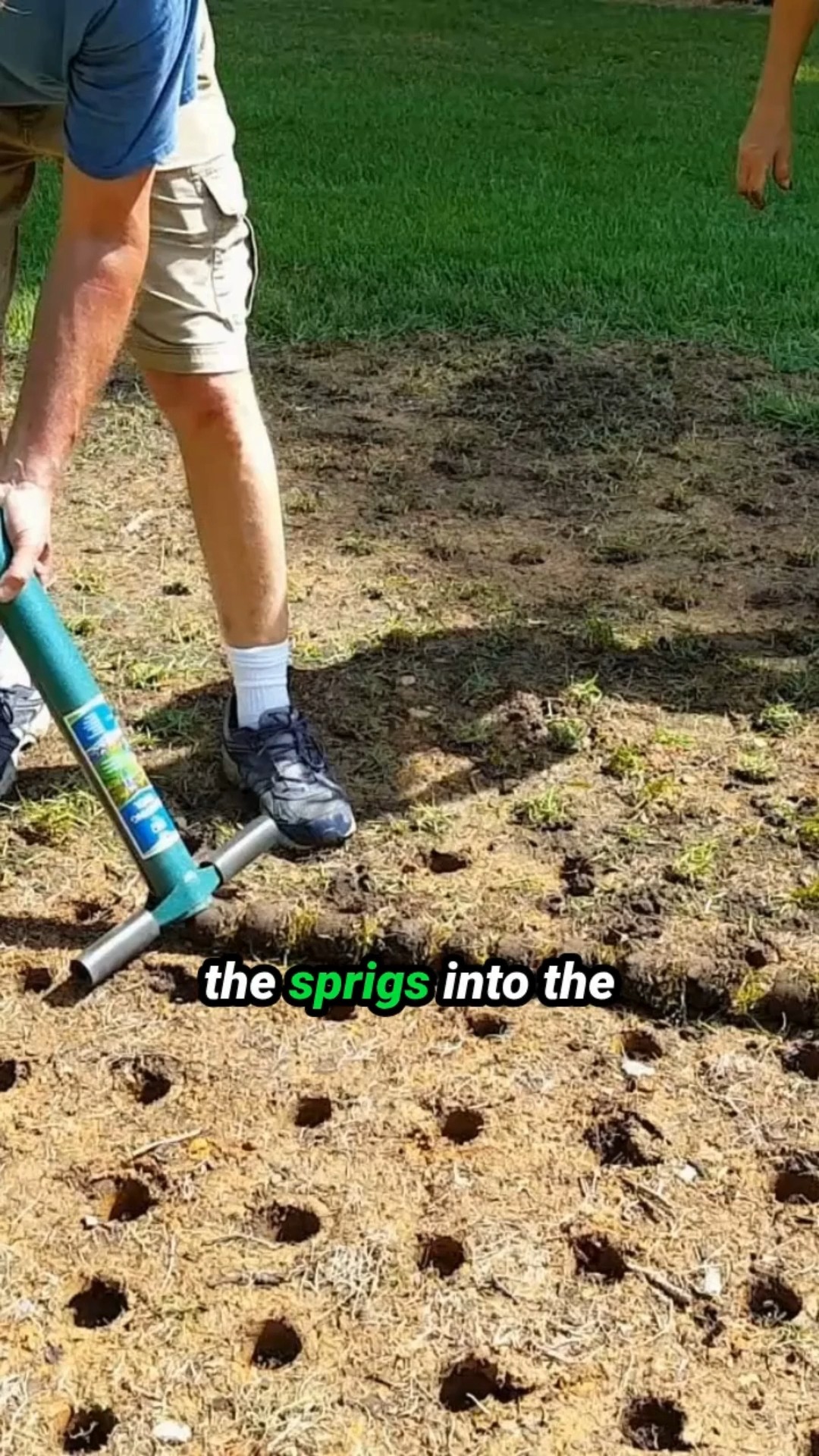 How to Fill in Bare Spots Using Sprigging #Lawn #LawnCare #Landscaping ...