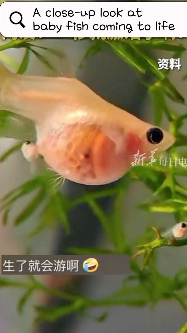 A close-up look at baby fish coming to life — turns out it really only ...