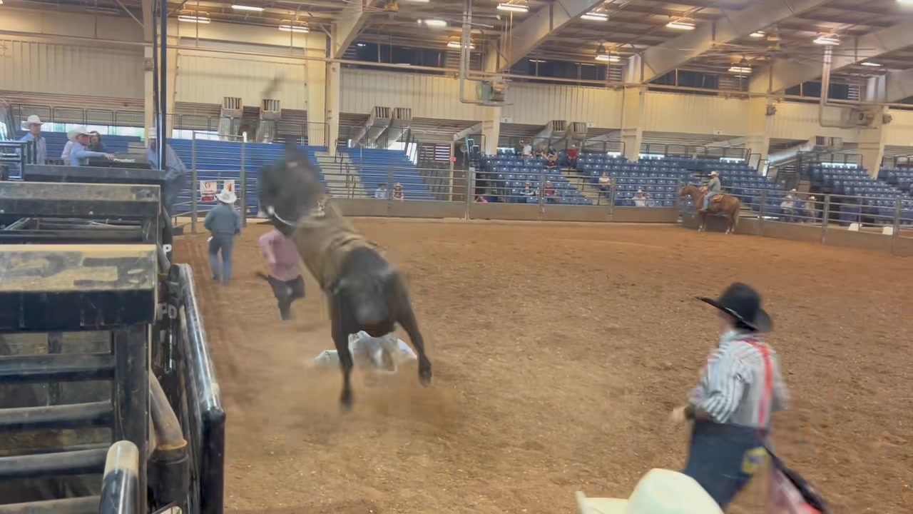 321 King Tut (Less Than 8 Cattle Co) takes the trip from California ...