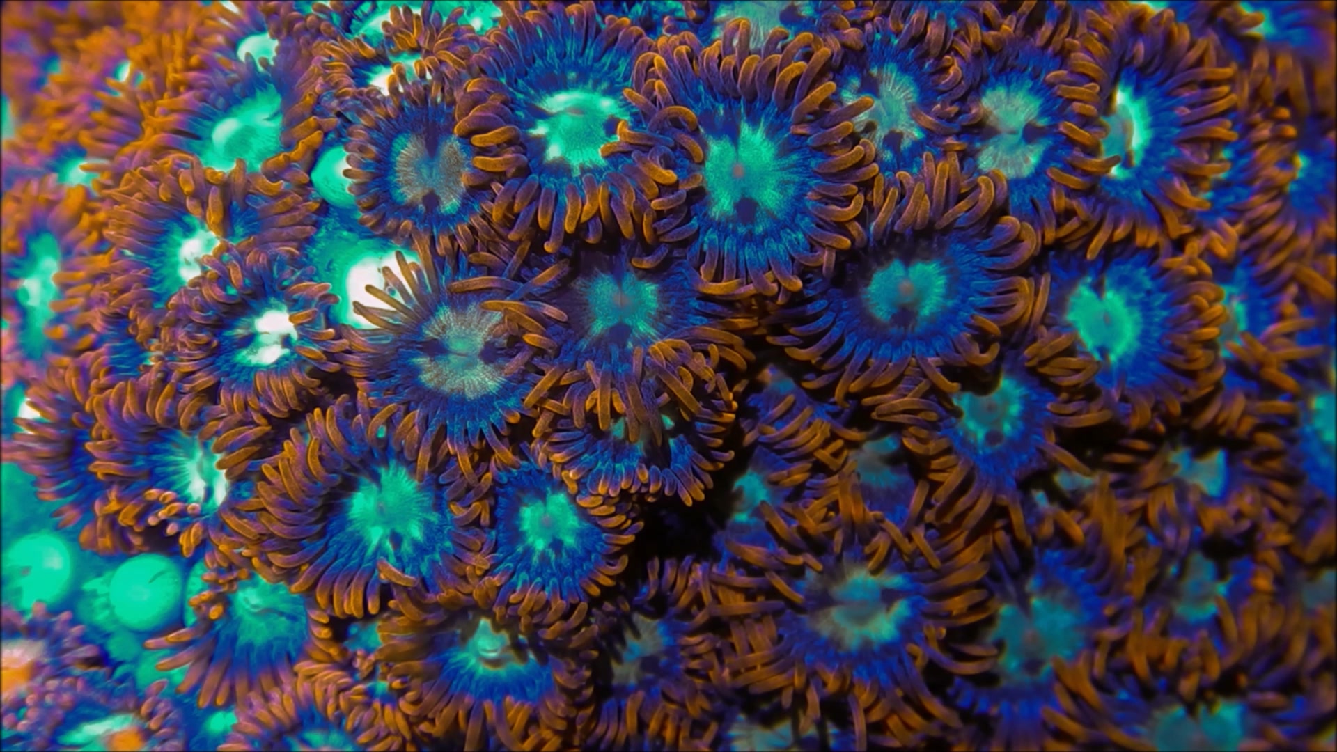 Stunning Reef Tank Fish Introduction Tips For Live Bearers image