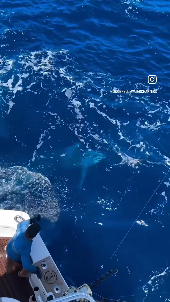 The GBR marlin season is in full swing🔥 This is only one of the several ...