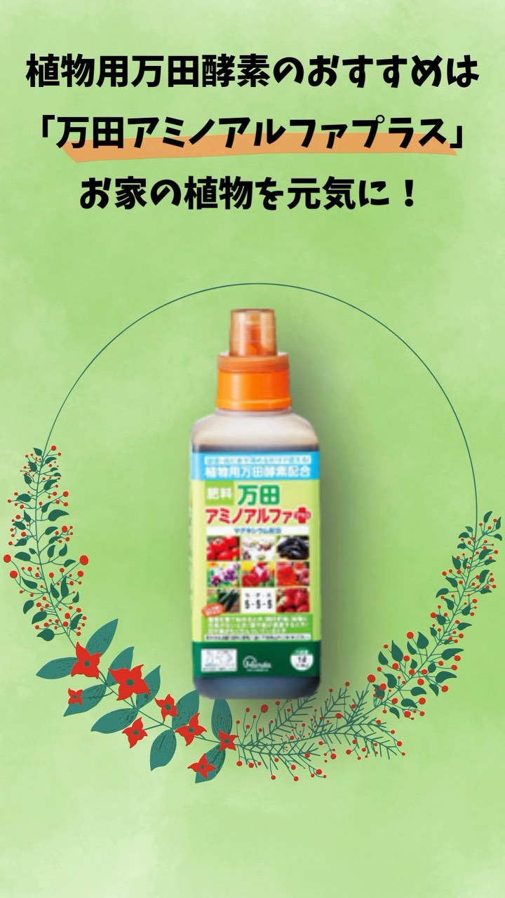 植物用万田酵素で根張り実験 , 今回はイネの根張りを実験してみました , 結果はどうなる , 植物用万田酵素 万田31号 実験動画です, 弊社で行った栽培試験結果の一例であり 効果・効能を保証するものではありません , 動画の試験条件, 供試植物 イネ 日本晴 栽培期間 14日間 株数 11株 試験区, 試験数 n 1 栽培温度 23 試験区 対照区 万田区 0 04