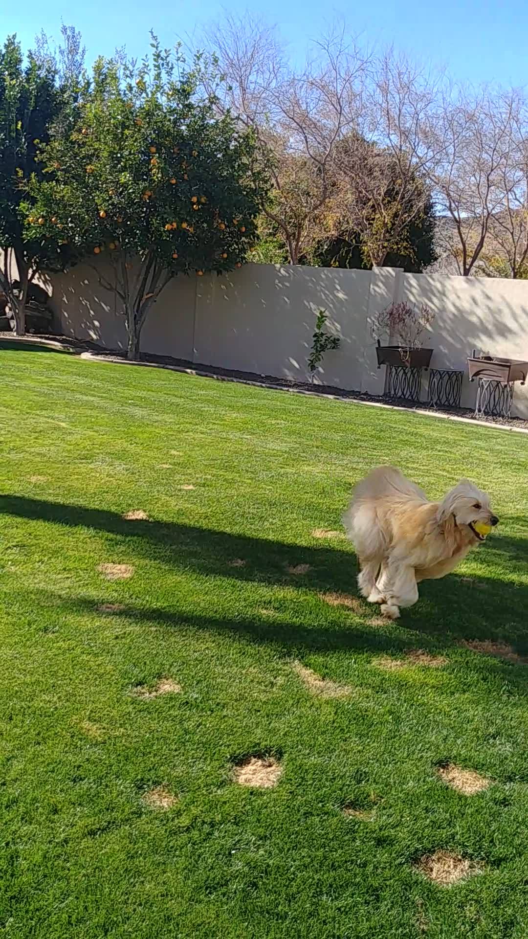 We played ball with Dior today. Very intelligent animal with great
