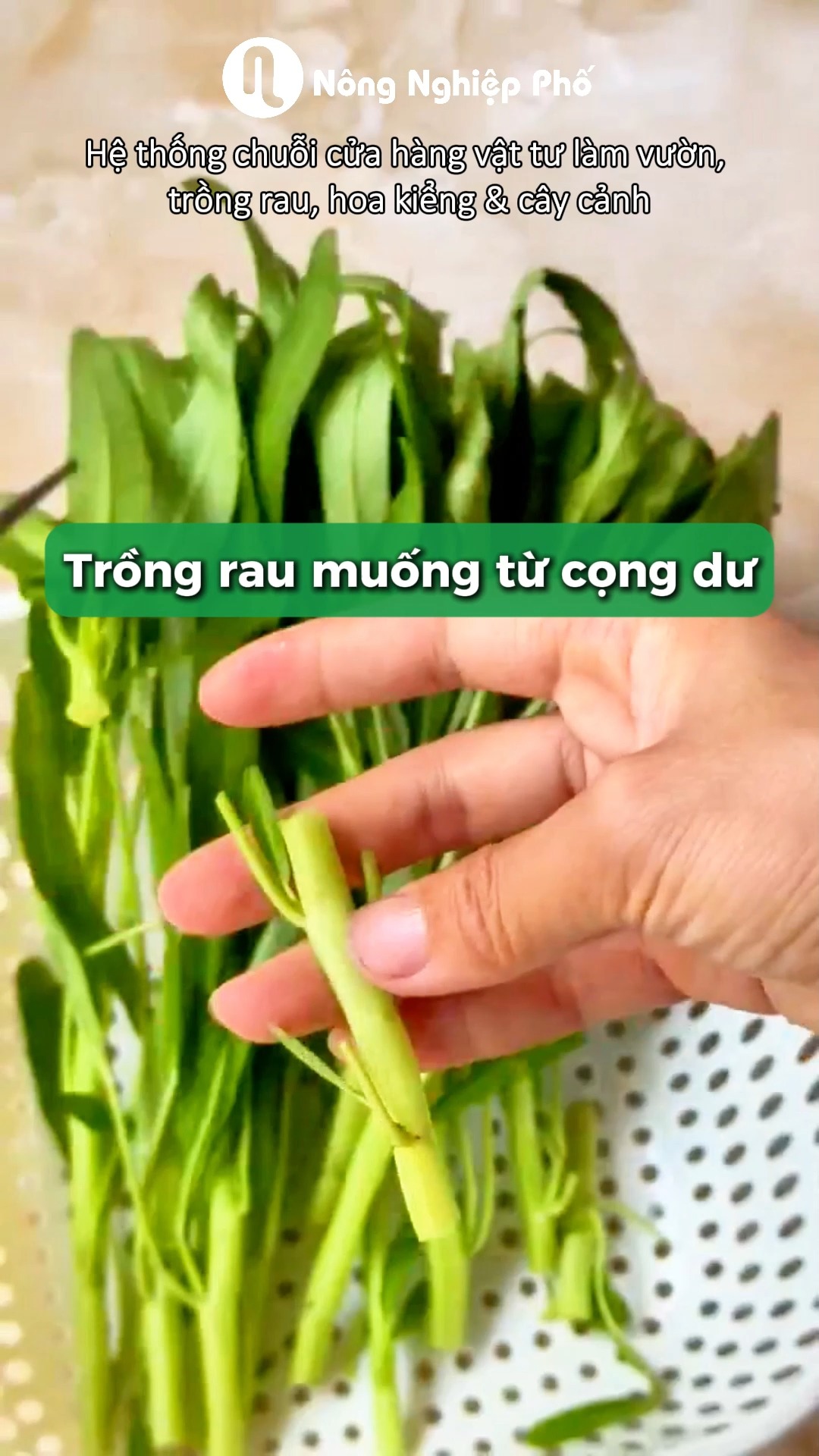 Trồng rau muống từ cọng dư! Nông Phố đã biết chưa?! #nongnghieppho # ...