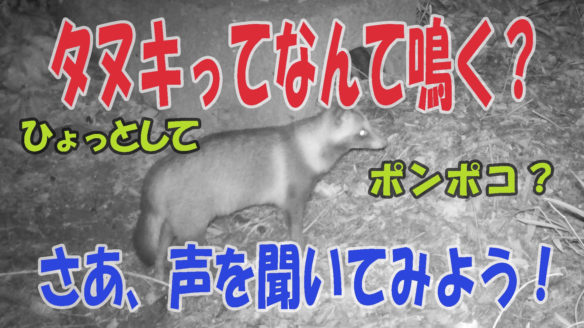 たぬき の 鳴き声