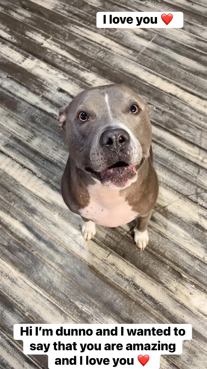 I love you #fypシ゚viralシfypシ゚ #dogsoffacebook #rescuedismyfavoritebreed ...