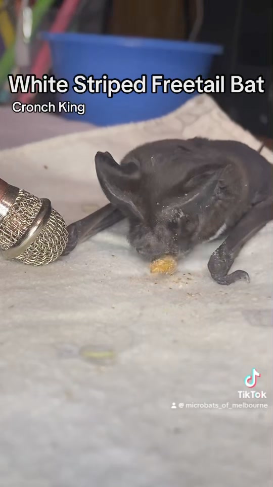 The white striped freetail bat is big by microbat standards, and had ...