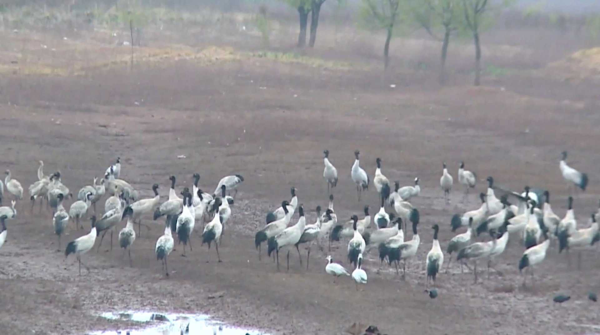 Cocorul cu gât negru este o specie de pasăre din China. Peste 95