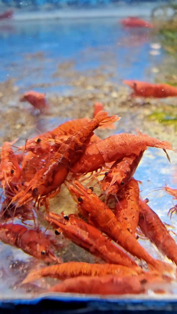 Red Fire Neocardina Shrimp! https://prism-bettas.myshopify.com ...