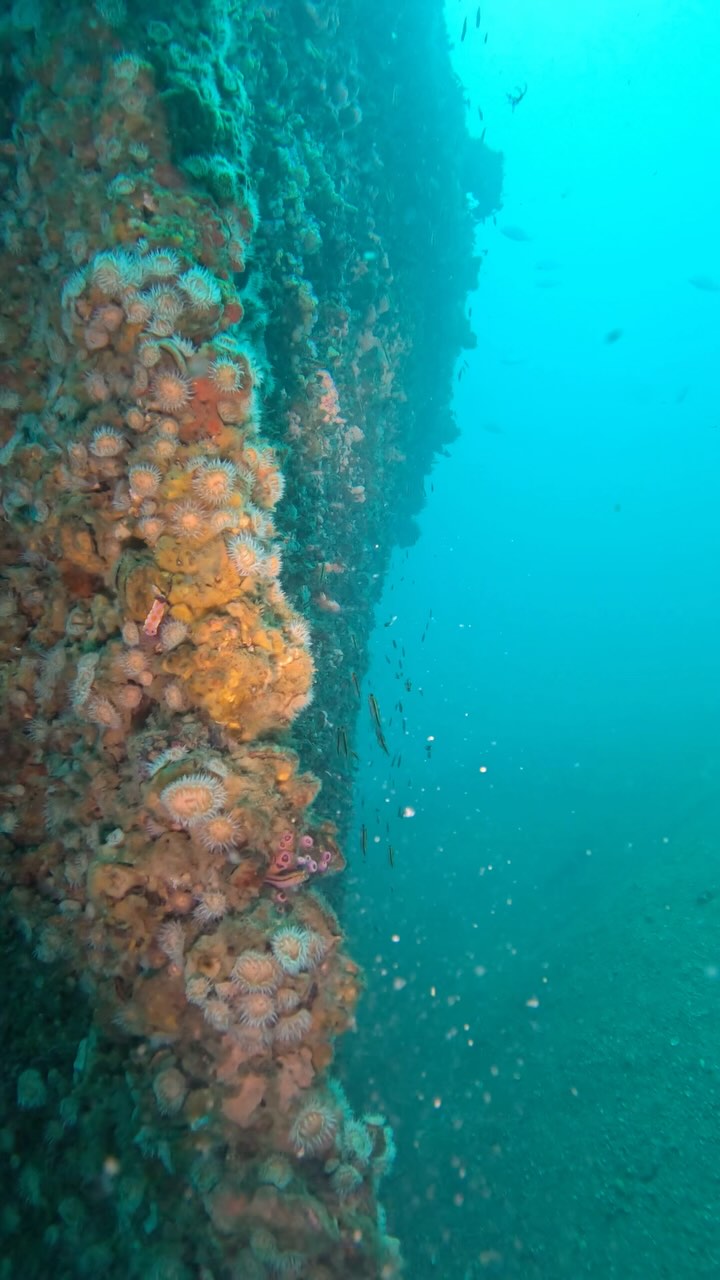Taioma Tug Boat Wreck ⚓️ 2 weeks ago we dived the Taioma Wreck, located ...