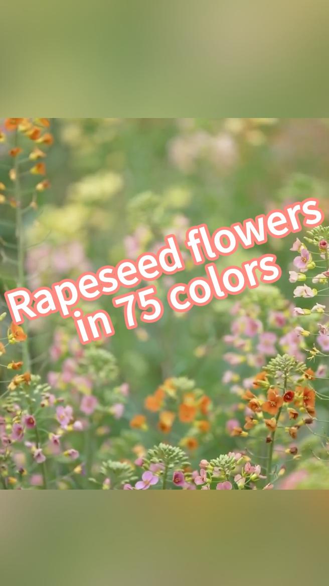 Cherry pink, peach red, snow white, light purple A Chinese