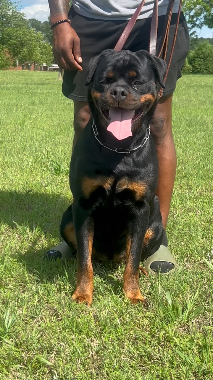 Simmons Rottweiler Kennel | Raleigh NC