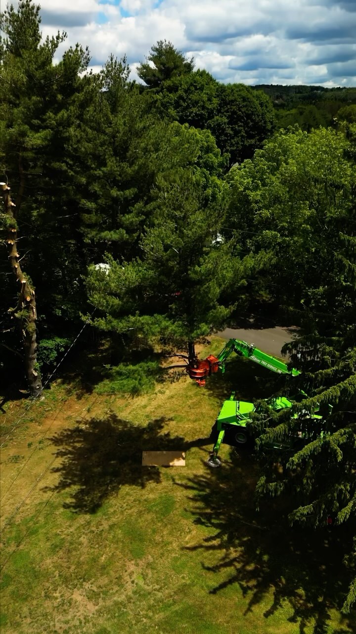 Alpine Tree Service Inc. | Hopewell Junction NY