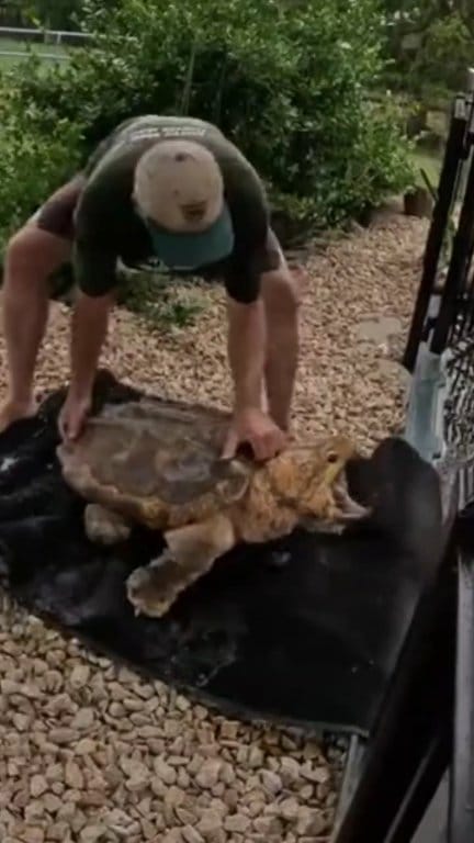Our pond has 122 pound Alligator Snapping Turtle in it! Blackwater ...