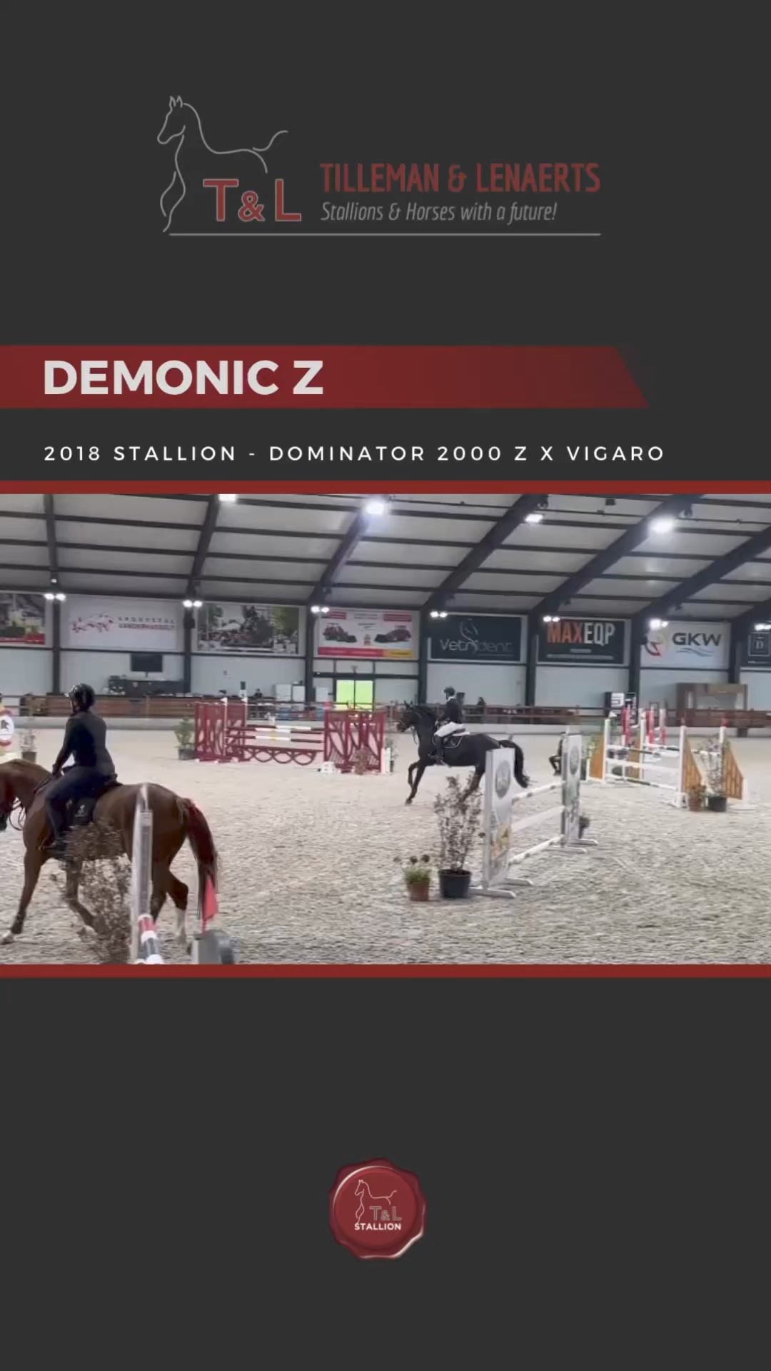 ✨Demonic Z - 6yo black stallion by Dominator 2000 Z x Vigaro. He