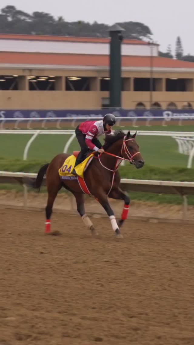 FOREVER YOUNG フォーエバーヤング takes on the Breeders Cup Classic