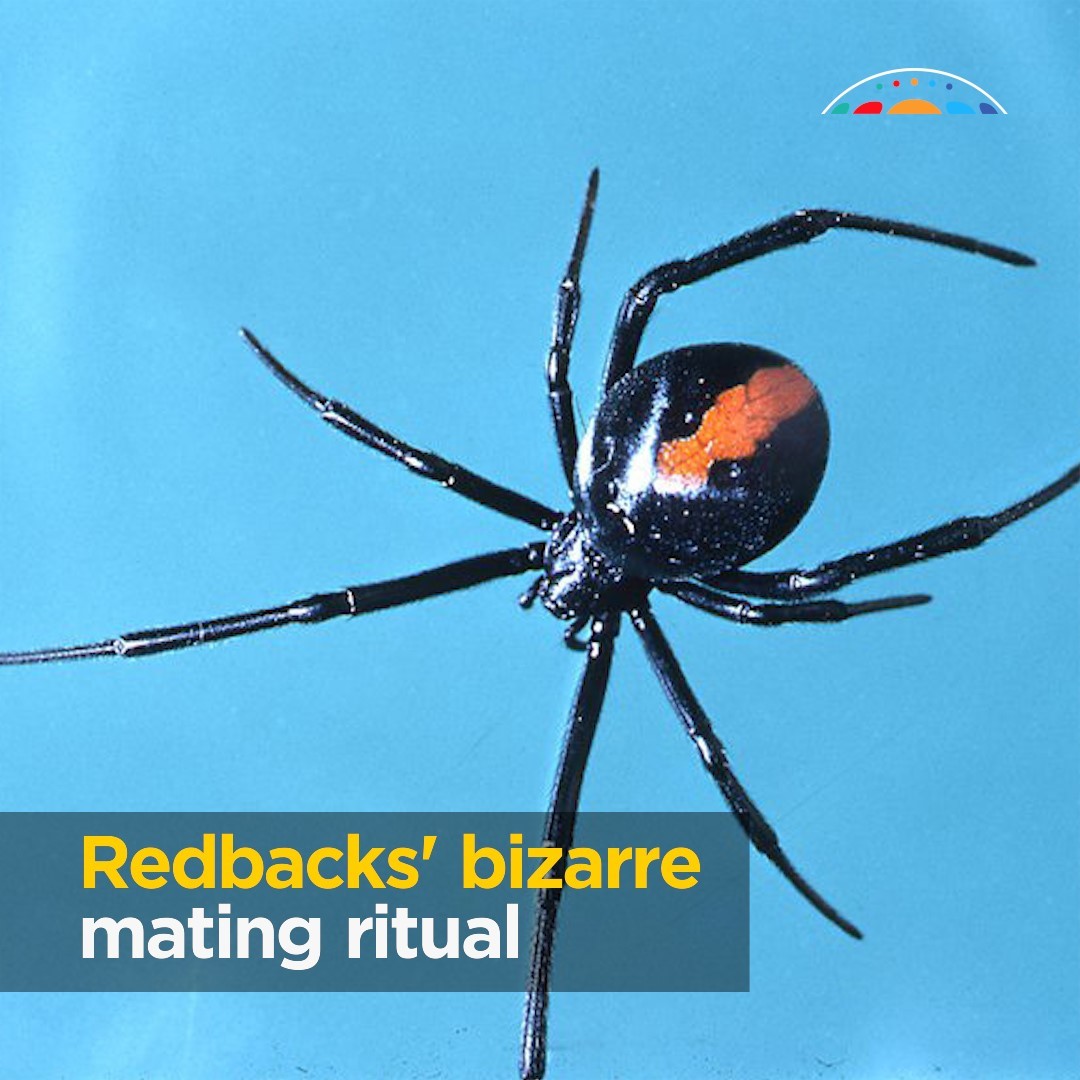 The redback is an iconic... - Australian Academy of Science