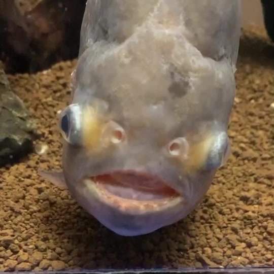 魚津水族館 ジャングルコーナー ピラニアナッテリーの口元を撮影してみました