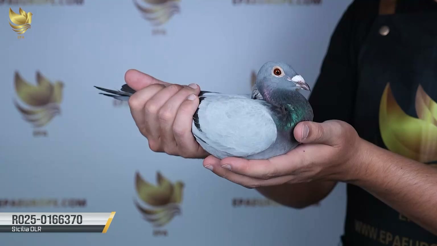 EPA - Exclusive Pigeon Auctions