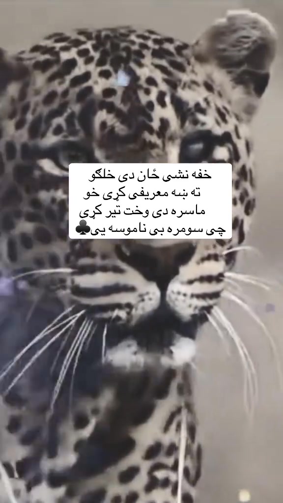 خفه نشي🦂🫵 | L S Lemar Pashto | Facebook