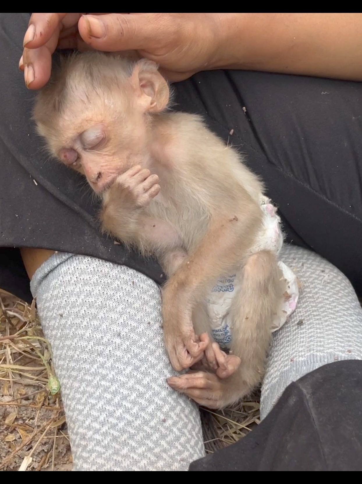 #babymonkey #instagram #funnymonkey #chimpanzee #instagood # ...