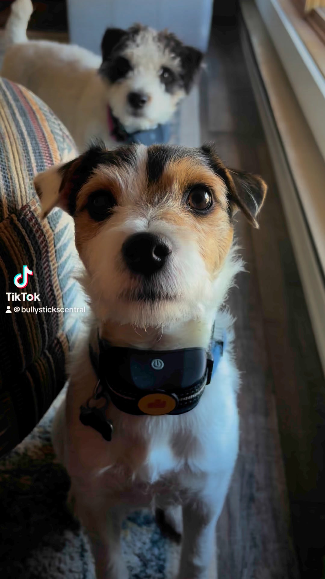 Upgrade your dog's chew time with our Rolled Beef Cheeks – the single ...