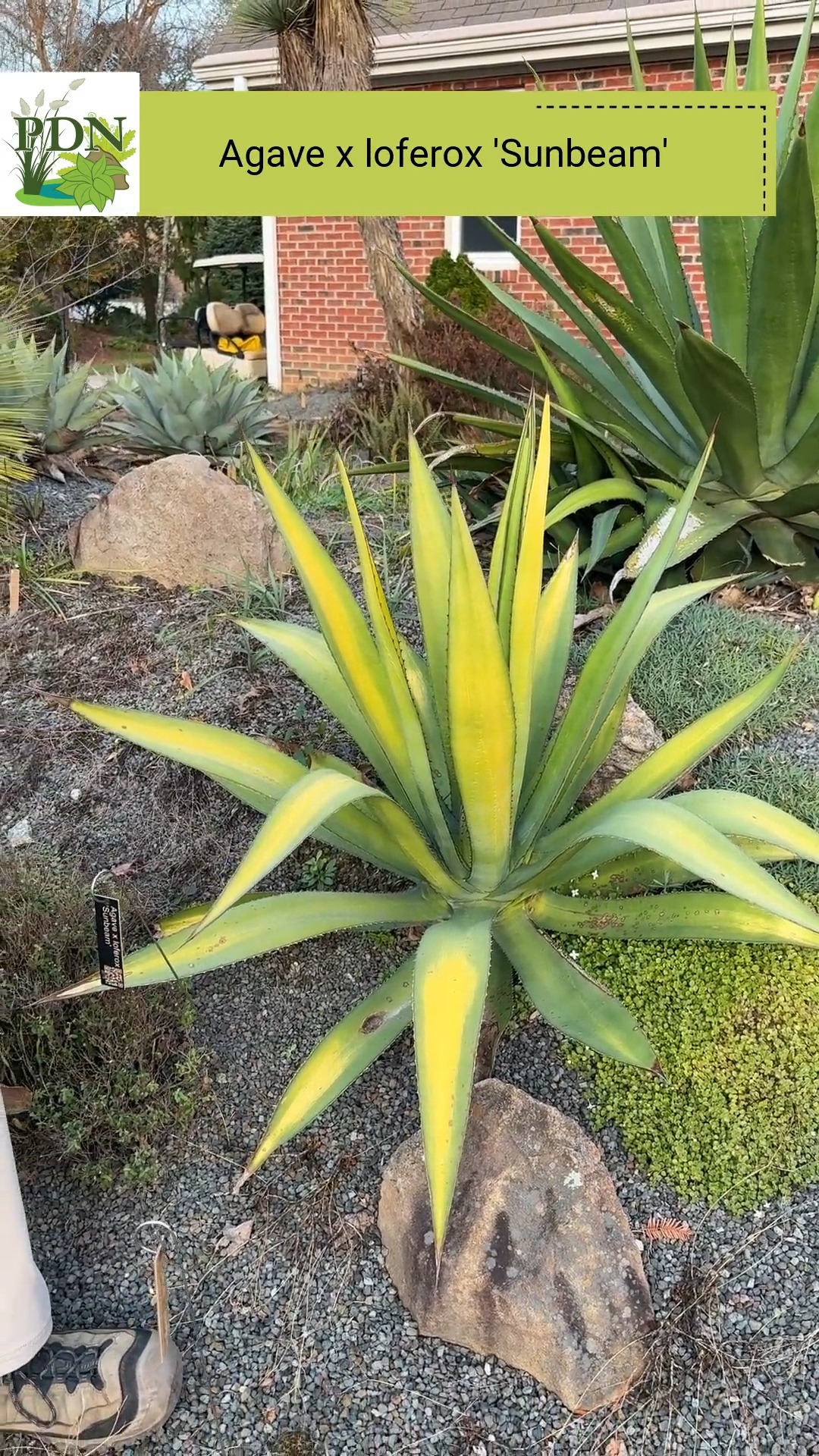 アガベ マクロアカンサ ゴールデンフィンガー 'Golden finger' Agave