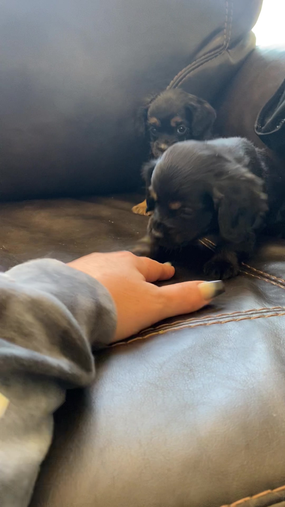 Cocker Spaniels & Maxi Cockapoos of Southeast Oklahoma