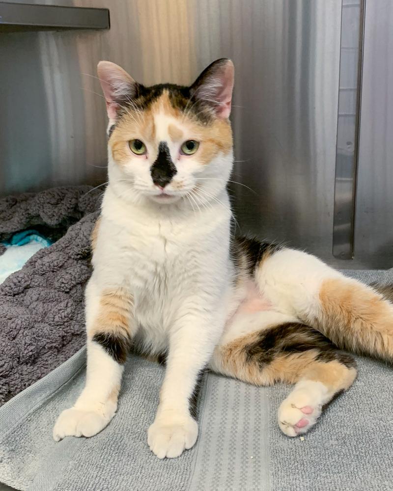 🔦 Spotlight on Spots 🔦 Spots is an outgoing and fun cat who wins people ...
