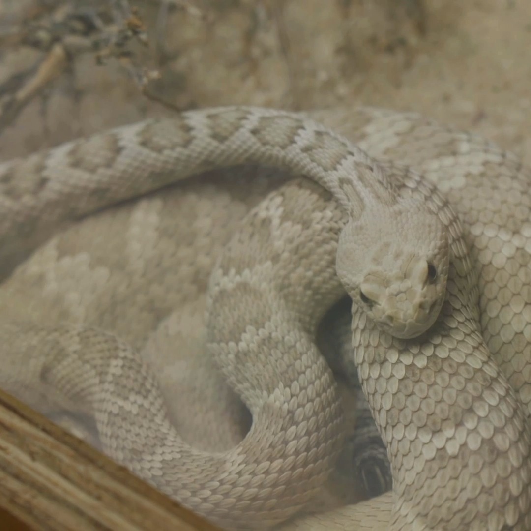 Rattlesnakes that can’t rattle… 🐍 Breeding them is vital to keep the ...