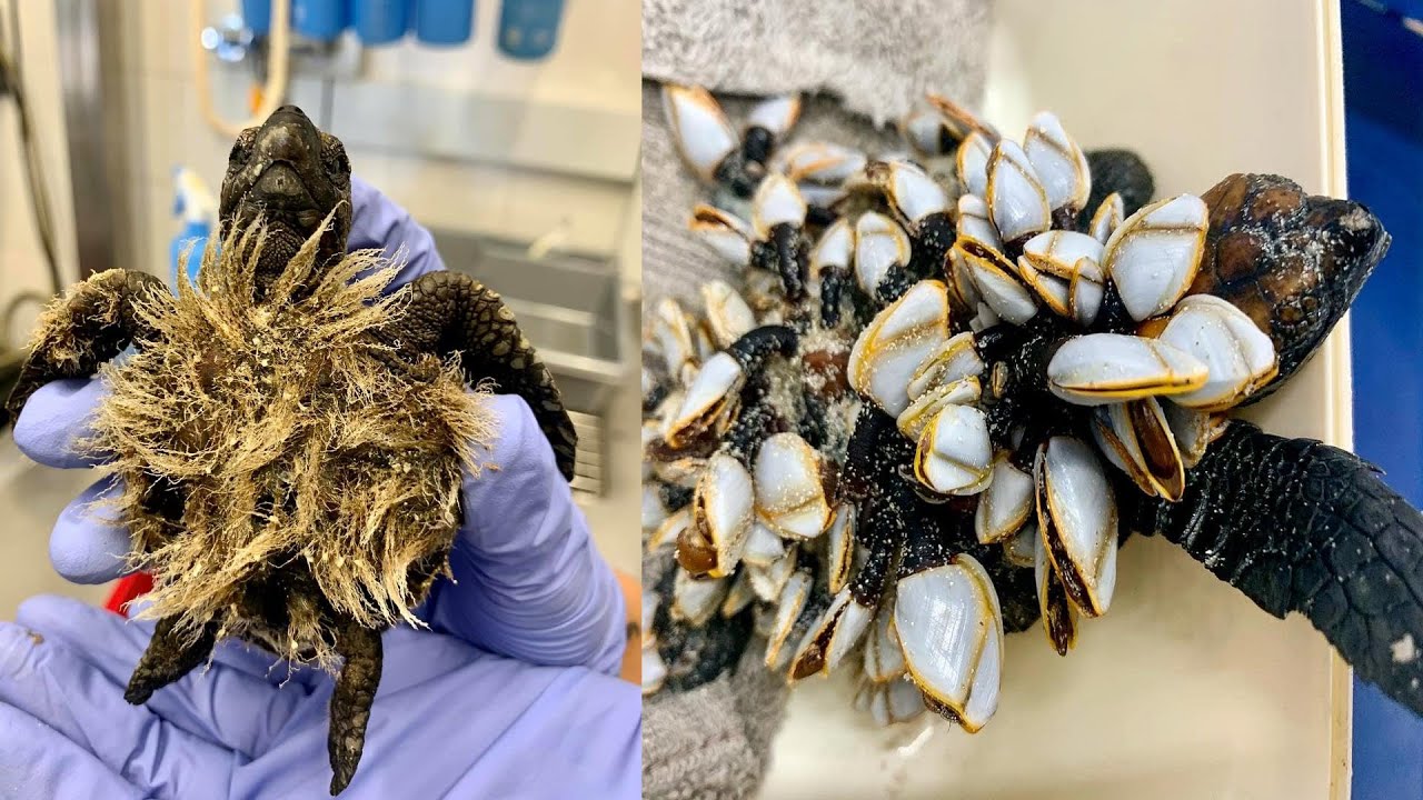 Rescue Sea Turtles, Removing Barnacles From Poor Sea Turtles -ウミガメを救出し ...