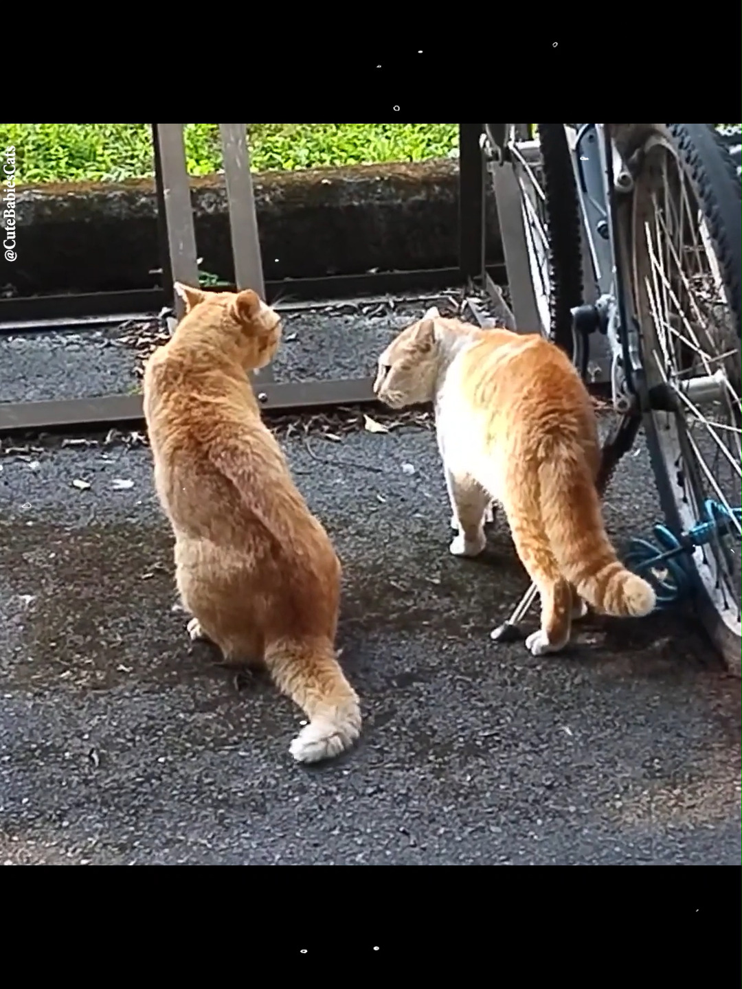 Yapani! – Cat Fight ヤパニ！ 🐈🐈‍⬛ Japanese cat fight is on !! One wearing a backpack