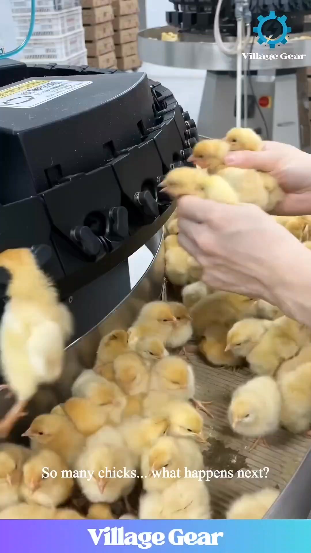 What Does This Machine DO to Baby Chicks? 😱 You NEED to See This! # ...