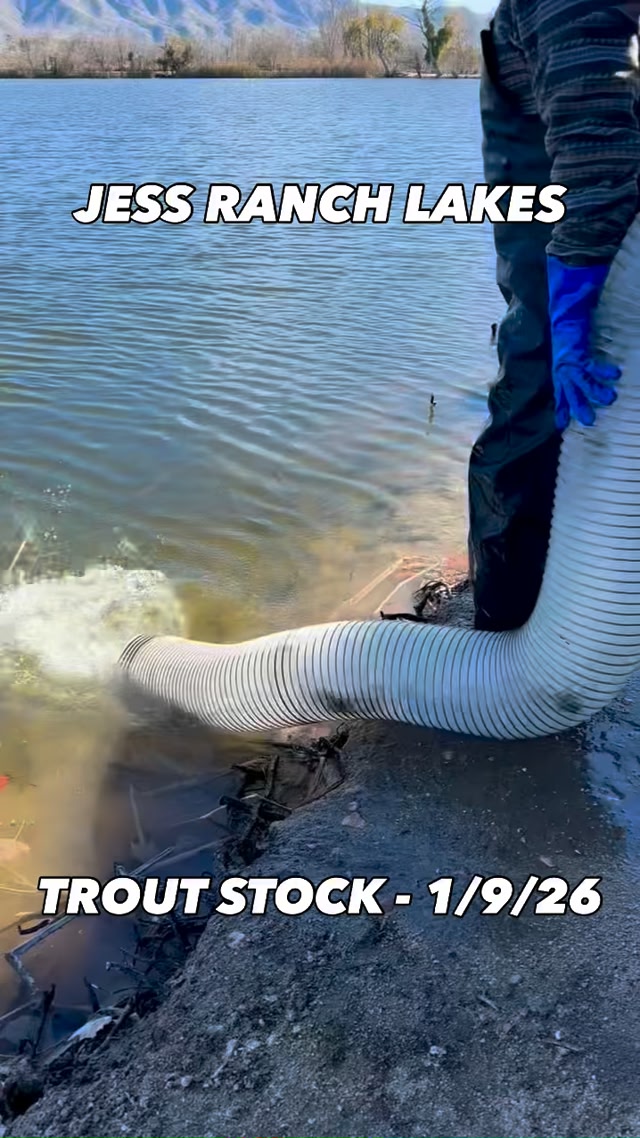 🔥 TROUT STOCK - 1/9/26 🔥 #applevalley #jessranchlakes #highdesert # ...