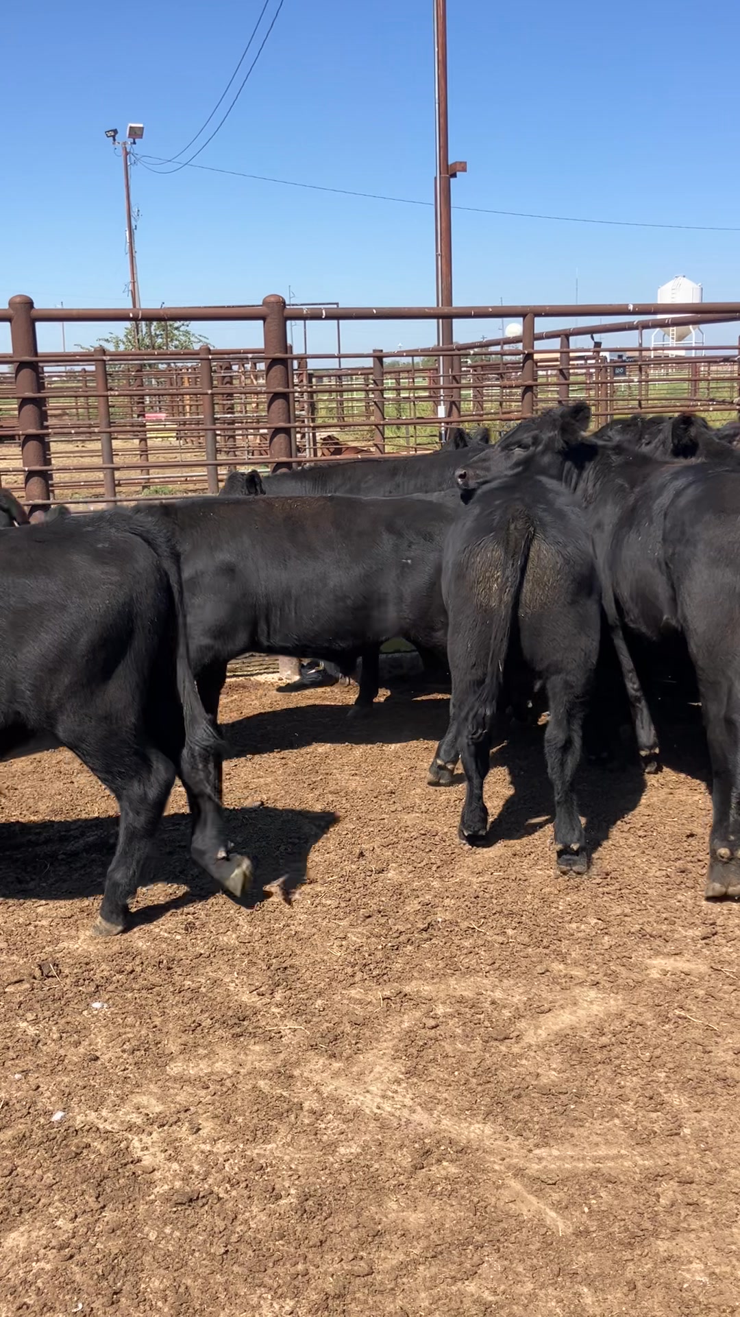 Selling tomorrow at Woodward Livestock Auction! 130 black steers and ...