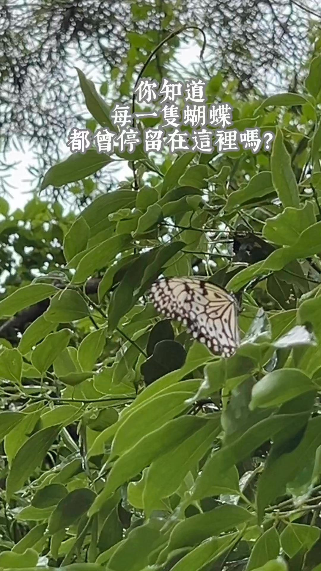 惦佃．台灣佃煮
