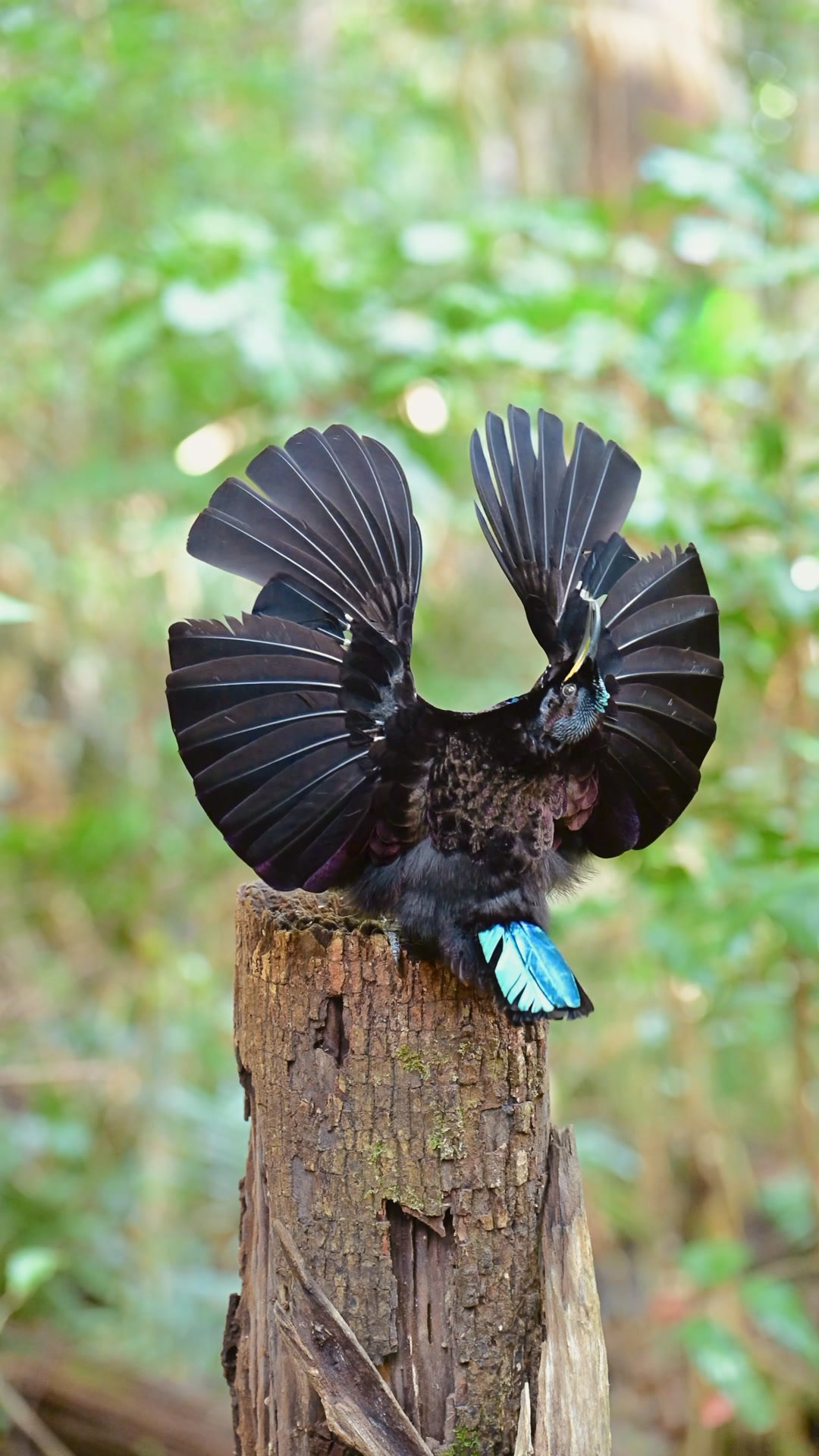A perfect, rounded crescent arch of velvet-black feathers frames