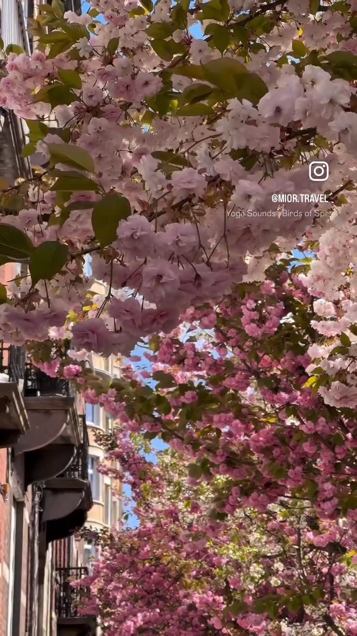 Spring at its best in Brussels: Mesmerising cherry blossoms in ...