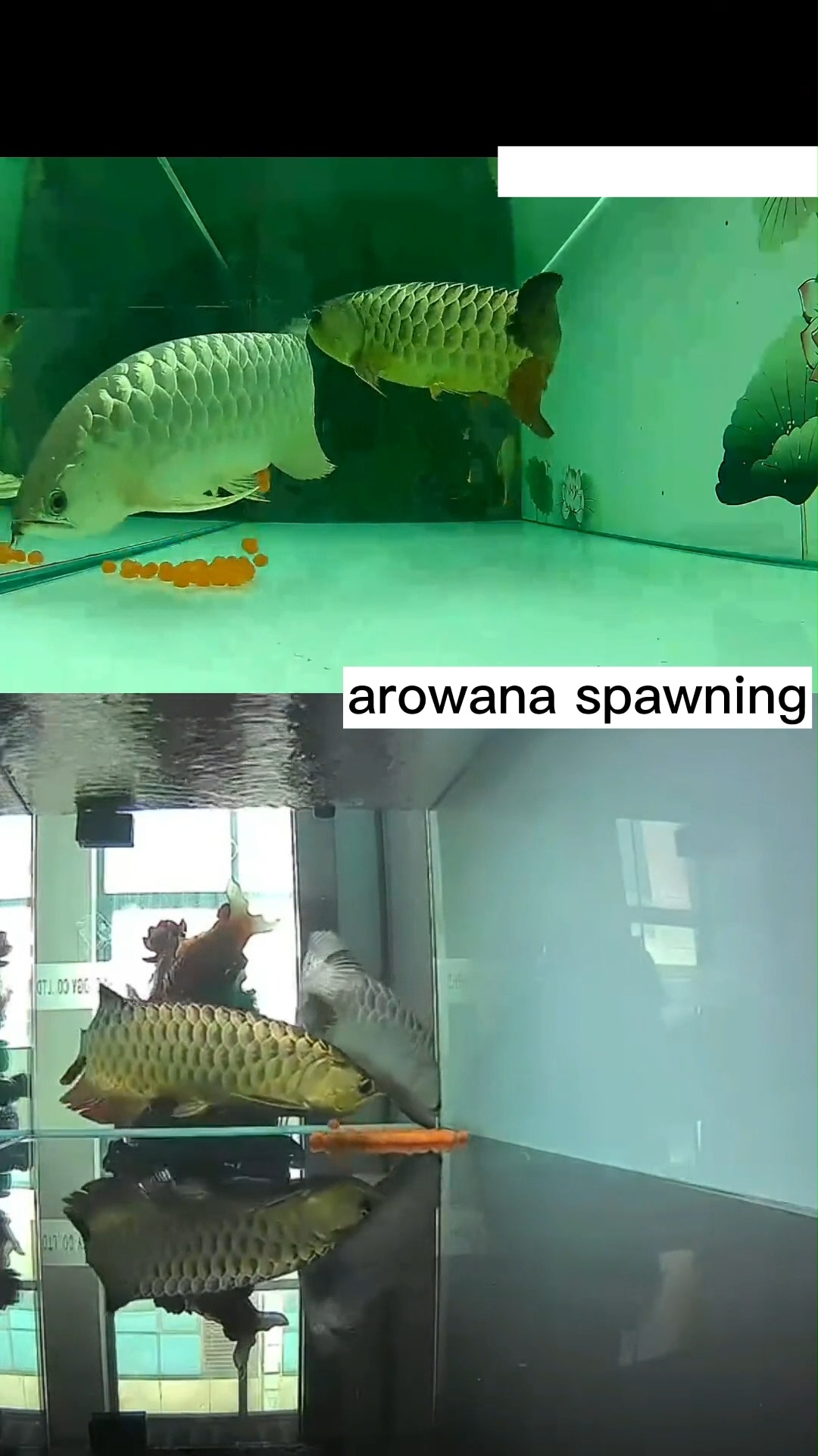 Arowanas are unique in their breeding process, engaging in ...